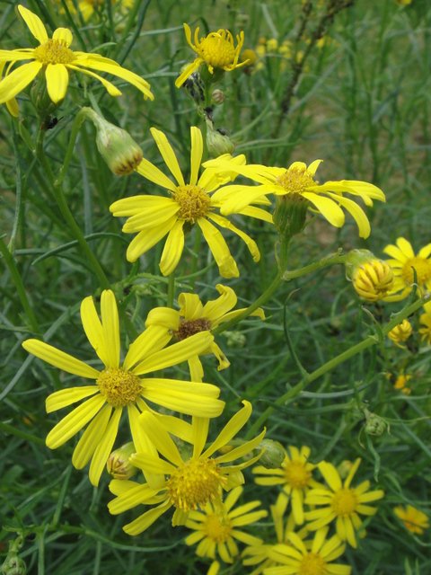 Senecio inaequidens fleur